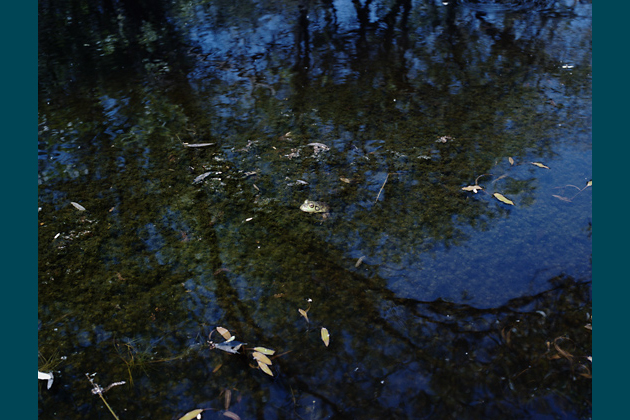 Covelo, 2009